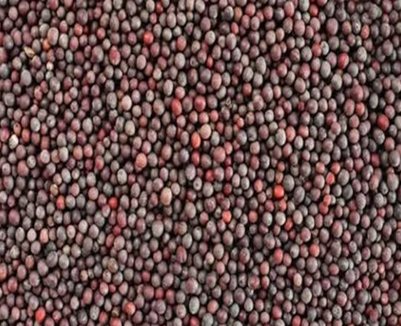 Mustard Seeds