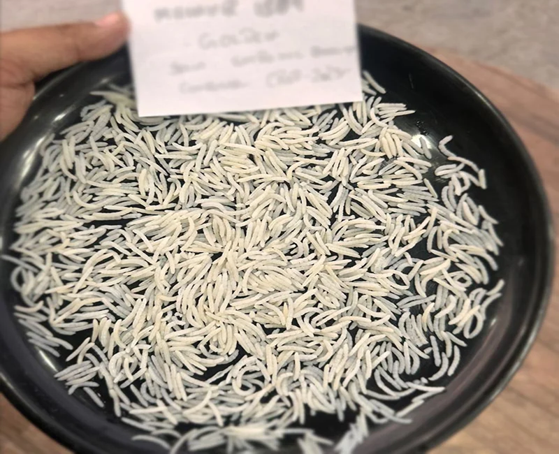 1509 Golden Sella Rice