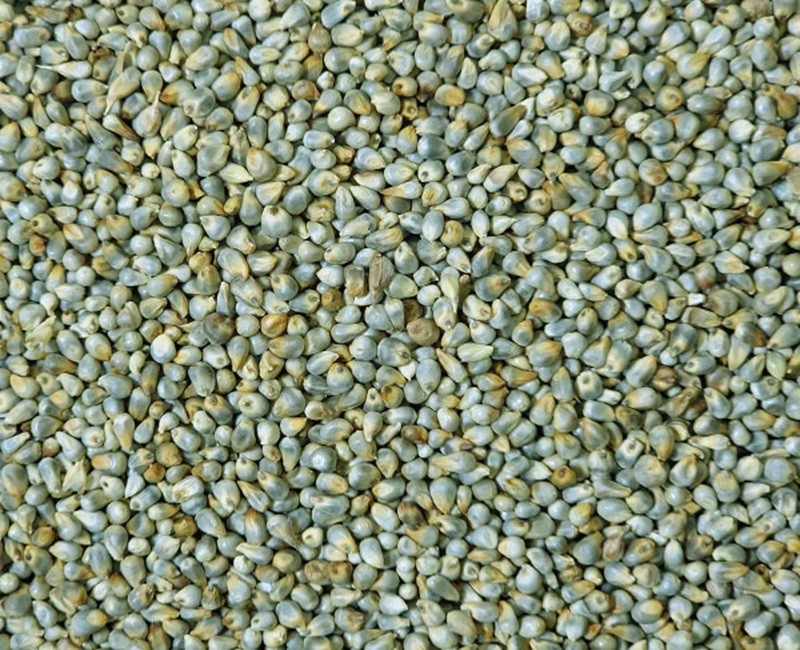Green Millet