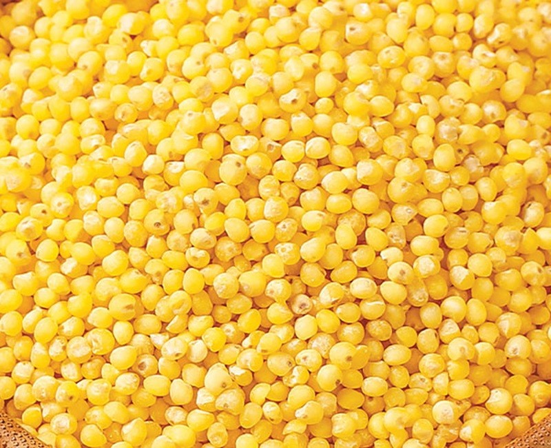 Yellow Millet