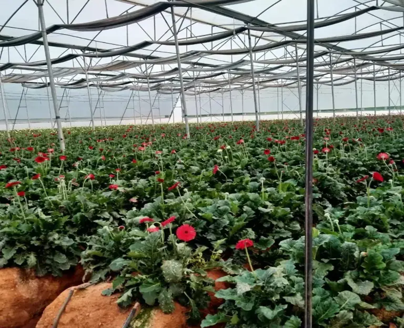 Greenhouse Films