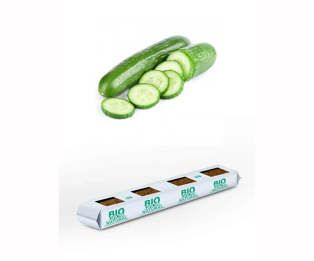 Cucumber
