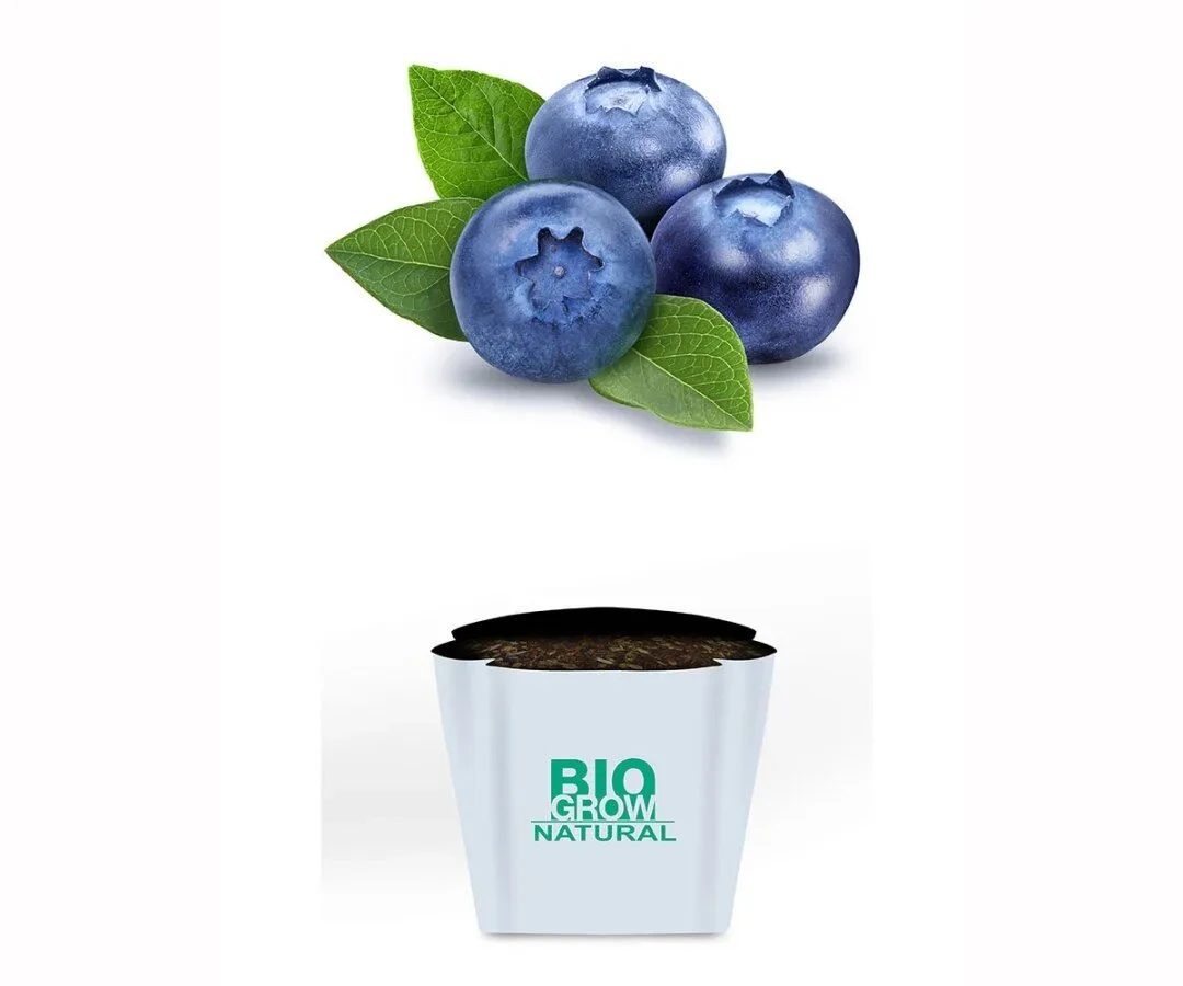 Blueberry
